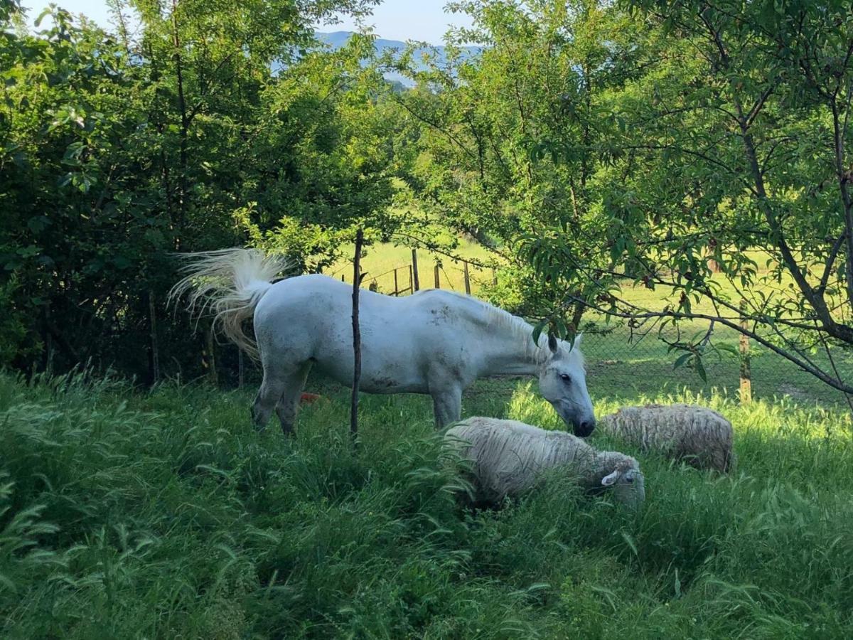 Ala Di Maniero In Agriturismo Valdrago In Toscana, Nel Verde Mugello Sulle Colline Di Firenze Борго-Сан-Лоренцо Экстерьер фото